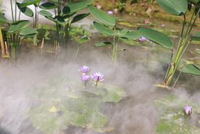 仙湖花展