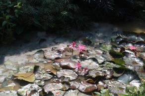 仙湖花展