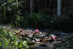 仙湖花展