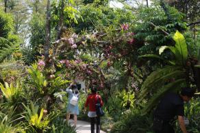 仙湖花展