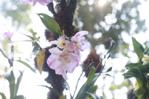 仙湖花展