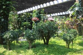 仙湖花展