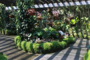 仙湖花展