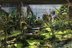 仙湖花展