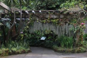仙湖花展