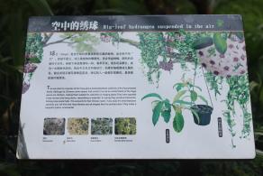 仙湖花展