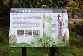 仙湖花展