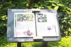 仙湖花展
