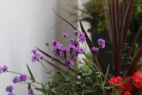 仙湖花展