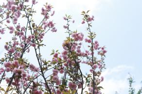 仙湖花展