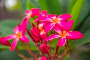 鸡蛋花