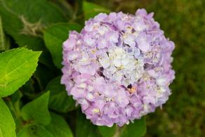 绣球花