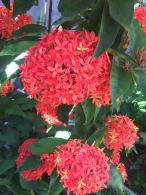 龙船花