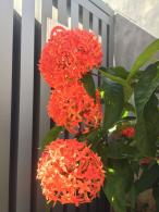 龙船花