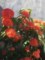 龙船花