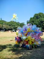 2024莲花山勒杜鹃展