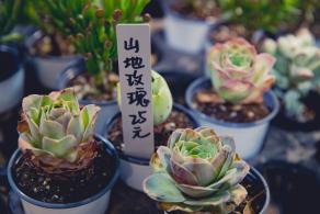 荷兰花卉小镇