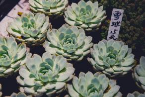 荷兰花卉小镇
