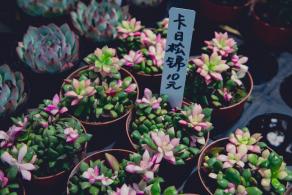 荷兰花卉小镇