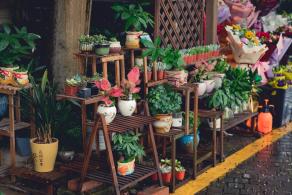 荷兰花卉小镇