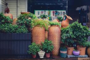 荷兰花卉小镇