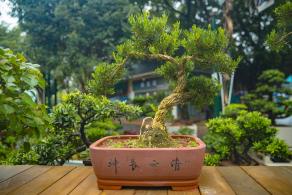 荷兰花卉小镇