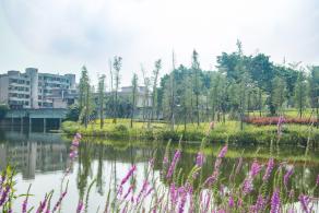 深圳万丰湖湿地公园