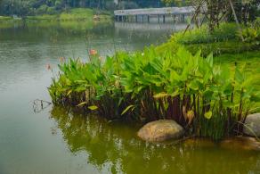 深圳万丰湖湿地公园