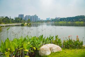 深圳万丰湖湿地公园