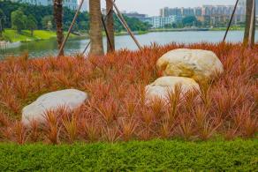 深圳万丰湖湿地公园