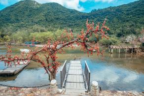 杨梅坑/鹿嘴山庄