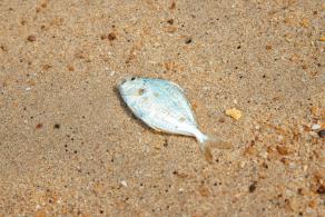 大澳湾沙滩