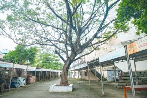 深圳龙园公园