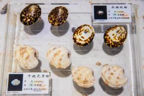 蛇口海洋博物馆