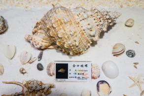蛇口海洋博物馆