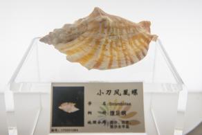 蛇口海洋博物馆