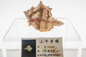 蛇口海洋博物馆