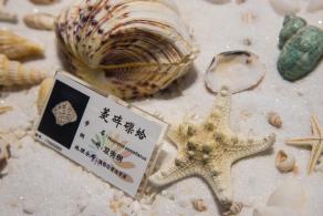 蛇口海洋博物馆