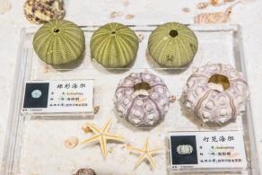 蛇口海洋博物馆