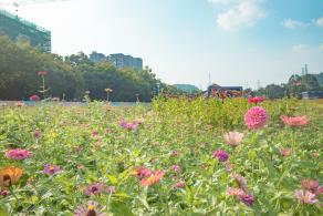 新安花田