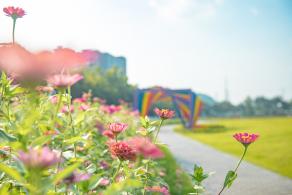 新安花田