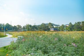 新安花田