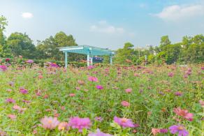 新安花田