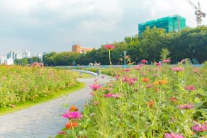 新安花田
