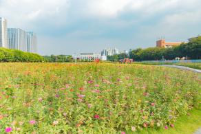 新安花田