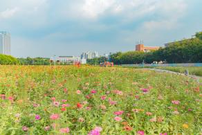 新安花田