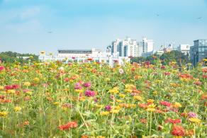 新安花田