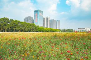 新安花田