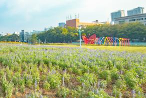 新安花田