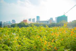 新安花田